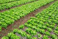 Field with rows of head lettuce. Royalty Free Stock Photo