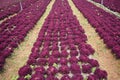 Field with rows of head lettuce. Royalty Free Stock Photo