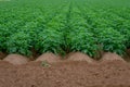 Field with rows of large green potato plants Royalty Free Stock Photo