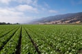 A field with rows of lettuce