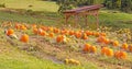 field of rows of orange pumpkins on farm field in Fall with wooden shelter Royalty Free Stock Photo