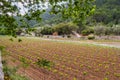 Field of rows of vines in the countryside