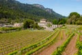 Field of rows of vines in the countryside of the island