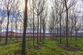 Field with rows of walnut tree in spring at sunrise. Peach tree in bloom with pink flowers on background