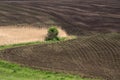 A field with rows of young corn plants in a hilly area Royalty Free Stock Photo