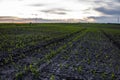 Field with rows of young corn. Sunrise in the countryside.. Growing corn seedling sprouts on cultivated agricultural Royalty Free Stock Photo