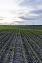 Field with rows of young corn. Sunrise in the countryside.. Growing corn seedling sprouts on cultivated agricultural Royalty Free Stock Photo