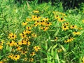 A field of Rudbeckia hirta flowers blooming Royalty Free Stock Photo