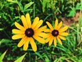 A field of Rudbeckia hirta flowers blooming