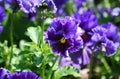 A field ruffled purple pansy flowers in a meadow at Cantigny in Lisle, Illinois. Royalty Free Stock Photo