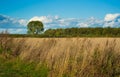 A field of rye against the background of a zone forest and a blue sky with white clouds.