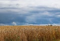 A field of rye and barley on a sky with dark clouds. Maturation of the future harvest. Agrarian sector of the agricultural industr