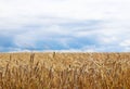 A field of rye and barley on a sky with dark clouds. Maturation of the future harvest. Agrarian sector of the agricultural industr