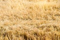 Field of rye with beveled strips during harvesting. Summer agriculture rural. Straw from wheat beveled. background for design. far