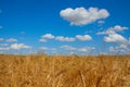 Field rye crop Royalty Free Stock Photo