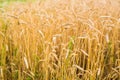 Field of Rye Royalty Free Stock Photo