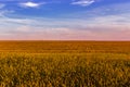 Field of rye with ears at sunset in summer evening Royalty Free Stock Photo