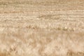 Field of rye Royalty Free Stock Photo