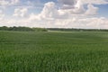 Field with rye and sky with green clouds in spring