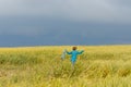 Field rye before thunderstorm Royalty Free Stock Photo