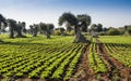 Field salad with olive trees
