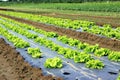 Field of salads