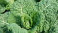 Field Savoy cabbage bio detail leaves leaf heads Brassica oleracea sabauda close-up land root crop vegetable farm Royalty Free Stock Photo