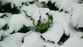 Field savoy cabbage vegetable winter snow covered frost bio detail leaves leaf heads Brassica oleracea sabauda close-up