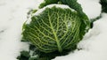 Savoy cabbage vegetable winter field snow covered frost bio detail leaves leaf heads Brassica oleracea sabauda close-up Royalty Free Stock Photo