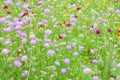 Field Scabious Royalty Free Stock Photo