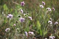 Field scabious in Backlight Royalty Free Stock Photo