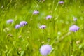 Field Scabious Royalty Free Stock Photo