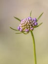 Field scabious blurred brown background