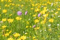 Field scabious flower blossoming in the yellow green meadow surrounded by other colorful spring flowers