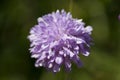 Field Scabious