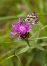 Field Scabious flowers with Iberian Marbled White