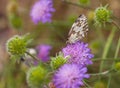 Field Scabious flowers with Marbled White