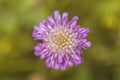 Field Scabious