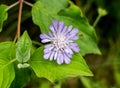 Field scabious