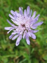 Field Scabious Royalty Free Stock Photo