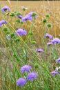 Field Scabious - Knautia arvensis