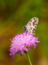 Field Scabious with Iberian Marbled White
