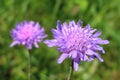 Field scabious Knautia arvensis violet flower on a meadow