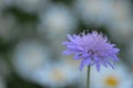 Field scabious in summer