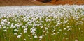 Field of Scheuchzer`s Cottongrass, Hrafnafifa, Iceland