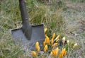 the field scoop of the war in the dirt engraves at a bunch of yellow crocuses to engrave them