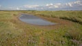 Mudflats with sea lavender flowers in Zwin nature reserve , with creeks and dunes . Knokke, Belgium Royalty Free Stock Photo