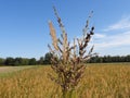 Field seed collection. ideal food for birds 2