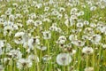 Field of seeding dandelions Royalty Free Stock Photo