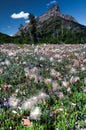 Field of Seeding Flowers With Mountain Royalty Free Stock Photo